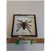 Image 1 : Asian Tarantula Spider in Frame - 6" x 6" x 2" - CANNOT SHIP
