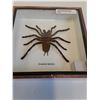 Image 2 : Asian Tarantula Spider in Frame - 6" x 6" x 2" - CANNOT SHIP