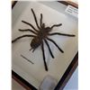 Image 3 : Asian Tarantula Spider in Frame - 6" x 6" x 2" - CANNOT SHIP