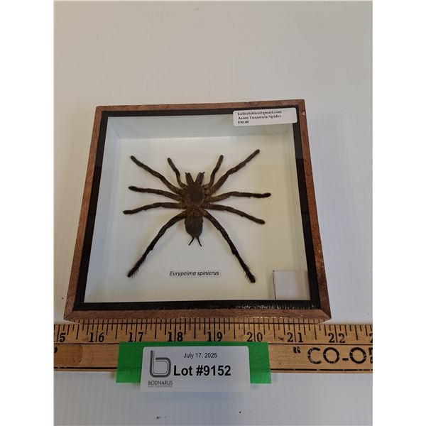 Asian Tarantula Spider in Frame - 6" x 6" x 2" - CANNOT SHIP