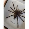 Image 2 : Asian Tarantula Spider in Frame - 6" x 6" x 2" - CANNOT SHIP