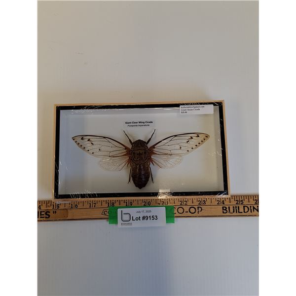 Giant Clear Wing Cicada in Frame - 9" x 5" x 2"  - CANNOT SHIP