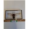 Image 1 : Giant Clear Wing Cicada in Frame - 9" x 5" x 2"  - CANNOT SHIP