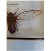 Image 3 : Giant Clear Wing Cicada in Frame - 9" x 5" x 2"  - CANNOT SHIP