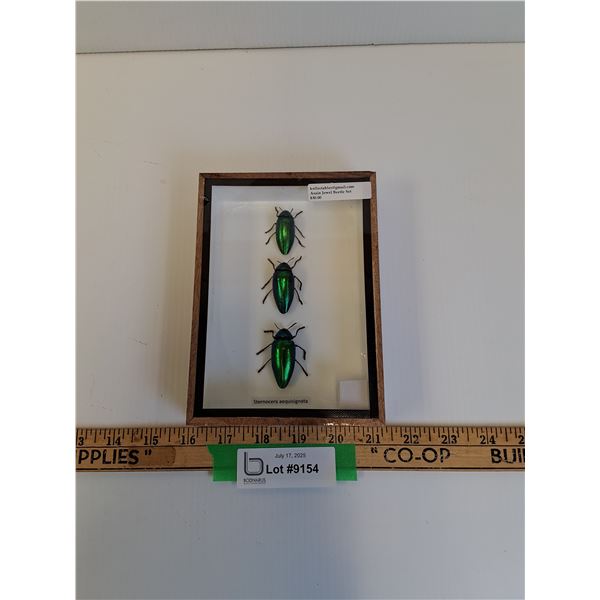 Asian Jewel Beetle Set in Frame - 5"x 7" x 2" - CANNOT SHIP