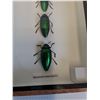 Image 2 : Asian Jewel Beetle Set in Frame - 5"x 7" x 2" - CANNOT SHIP