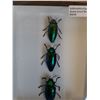 Image 3 : Asian Jewel Beetle Set in Frame - 5"x 7" x 2" - CANNOT SHIP