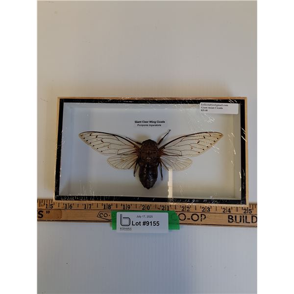 Giant Clear Wing Cicada in Frame - 9" x 5" x 2"  - CANNOT SHIP