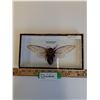 Image 1 : Giant Clear Wing Cicada in Frame - 9" x 5" x 2"  - CANNOT SHIP
