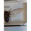 Image 3 : Giant Clear Wing Cicada in Frame - 9" x 5" x 2"  - CANNOT SHIP
