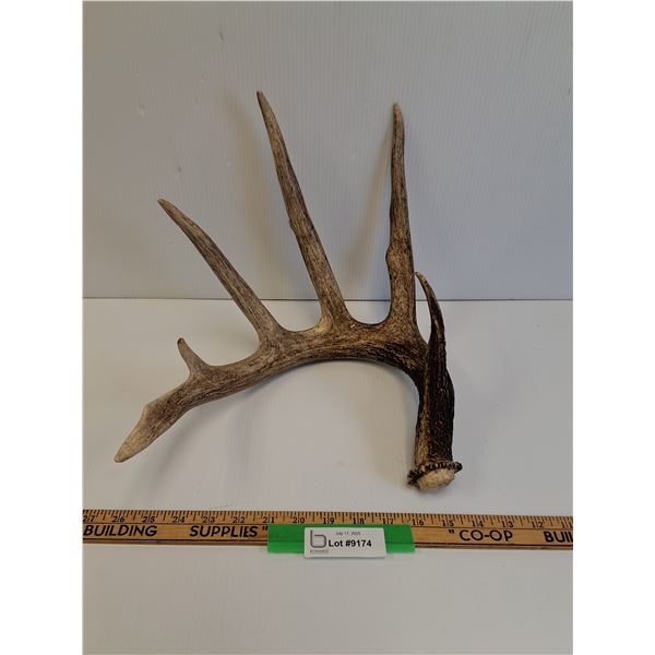 Deer Antler Shed - 10" x 12" x12" - PREFERRED PICK-UP