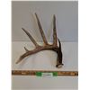 Image 1 : Deer Antler Shed - 10" x 12" x12" - PREFERRED PICK-UP