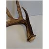 Image 2 : Deer Antler Shed - 10" x 12" x12" - PREFERRED PICK-UP