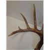 Image 3 : Deer Antler Shed - 10" x 12" x12" - PREFERRED PICK-UP