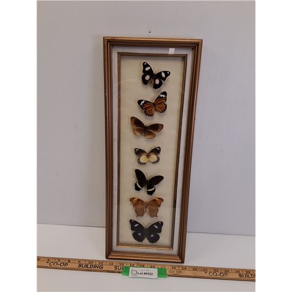 Tropical Butterfly Collection in Frame - 8" x 19"  -  PICK UP