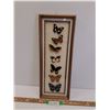 Image 1 : Tropical Butterfly Collection in Frame - 8" x 19"  -  PICK UP