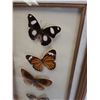 Image 2 : Tropical Butterfly Collection in Frame - 8" x 19"  -  PICK UP