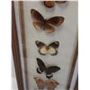 Image 3 : Tropical Butterfly Collection in Frame - 8" x 19"  -  PICK UP
