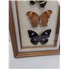Image 4 : Tropical Butterfly Collection in Frame - 8" x 19"  -  PICK UP