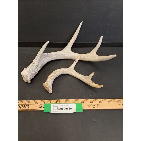 (2) Deer Antler Sheds - 7" & 11" Wide