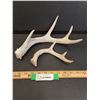 Image 1 : (2) Deer Antler Sheds - 7" & 11" Wide