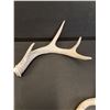 Image 2 : (2) Deer Antler Sheds - 7" & 11" Wide