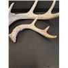 Image 3 : (2) Deer Antler Sheds - 7" & 11" Wide
