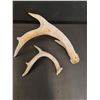 Image 4 : (2) Deer Antler Sheds - 7" & 11" Wide
