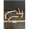 Image 1 : (3) Deer Antler Sheds - 10" & 8" x 6" Wide