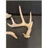 Image 2 : (3) Deer Antler Sheds - 10" & 8" x 6" Wide