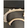 Image 3 : (3) Deer Antler Sheds - 10" & 8" x 6" Wide