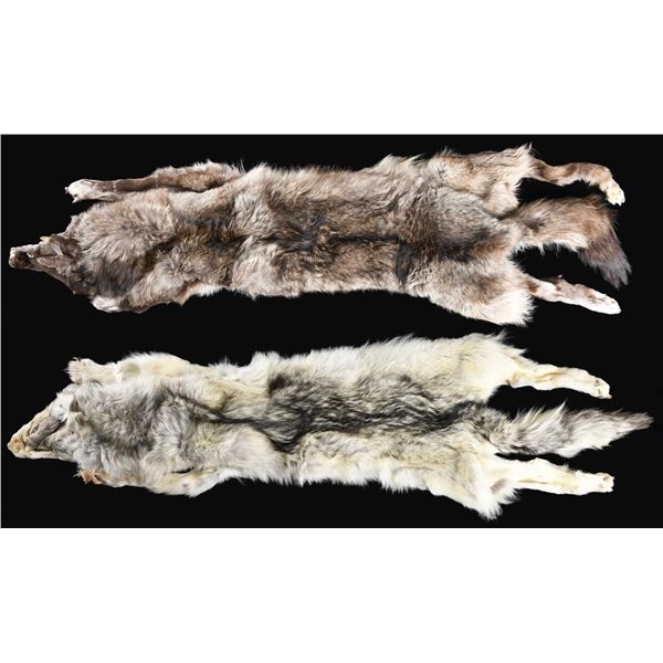2 ARTIC WOLF PELTS.