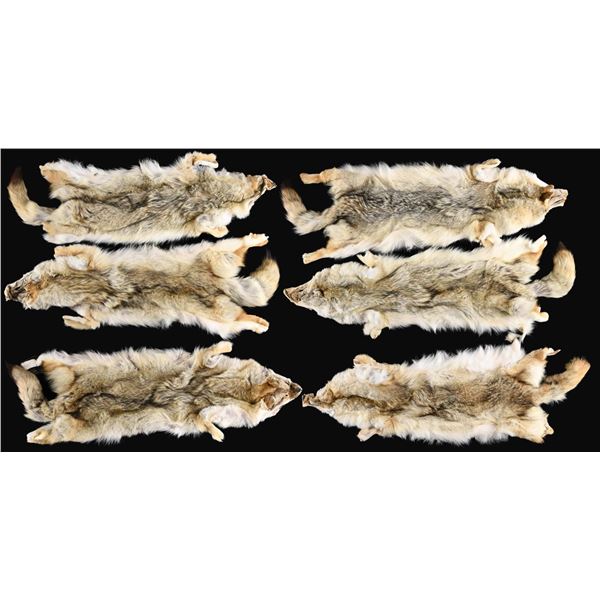 6 COYOTE PELTS.