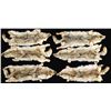 Image 1 : 6 COYOTE PELTS.