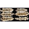 Image 1 : 6 COYOTE PELTS.