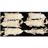 Image 2 : 6 COYOTE PELTS.