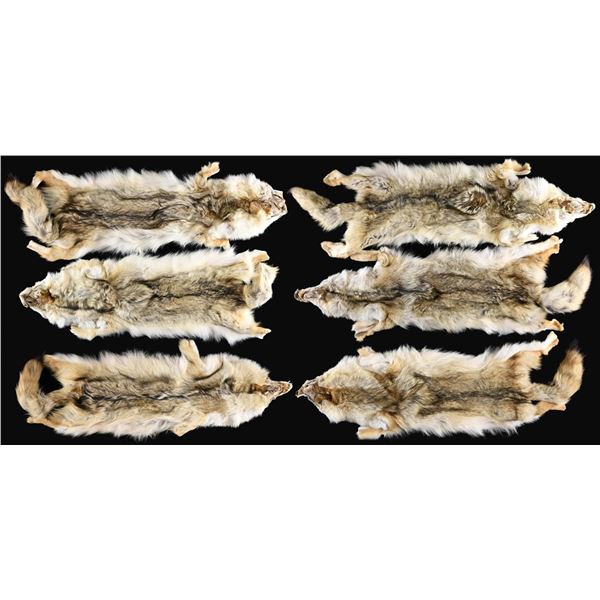 6 COYOTE PELTS.