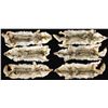 Image 1 : 6 COYOTE PELTS.