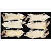 Image 2 : 6 COYOTE PELTS.