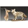 Image 1 : A FULL MOUNT COYOTE AND A HEAD MOUNT IMPALA.