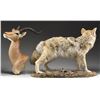 Image 2 : A FULL MOUNT COYOTE AND A HEAD MOUNT IMPALA.