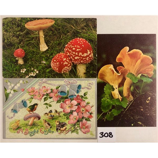 Mushrooms on Postcards 40+
