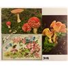 Image 1 : Mushrooms on Postcards 40+