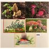 Image 2 : Mushrooms on Postcards 40+