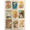 Image 3 : Mushrooms on Postcards 40+