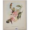 Image 2 : Ephemera - Gould Bird Prints 5