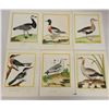 Image 2 : Bird Prints by Marlinet 14