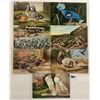 Image 2 : Animals - Birds - Group of Approx. 65 Pigeon Postcards