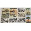 Image 2 : Alligator Postcards Approx. 45