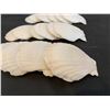 Image 2 : Scallop Shells for Crafts 4" to 5" 20 Pack